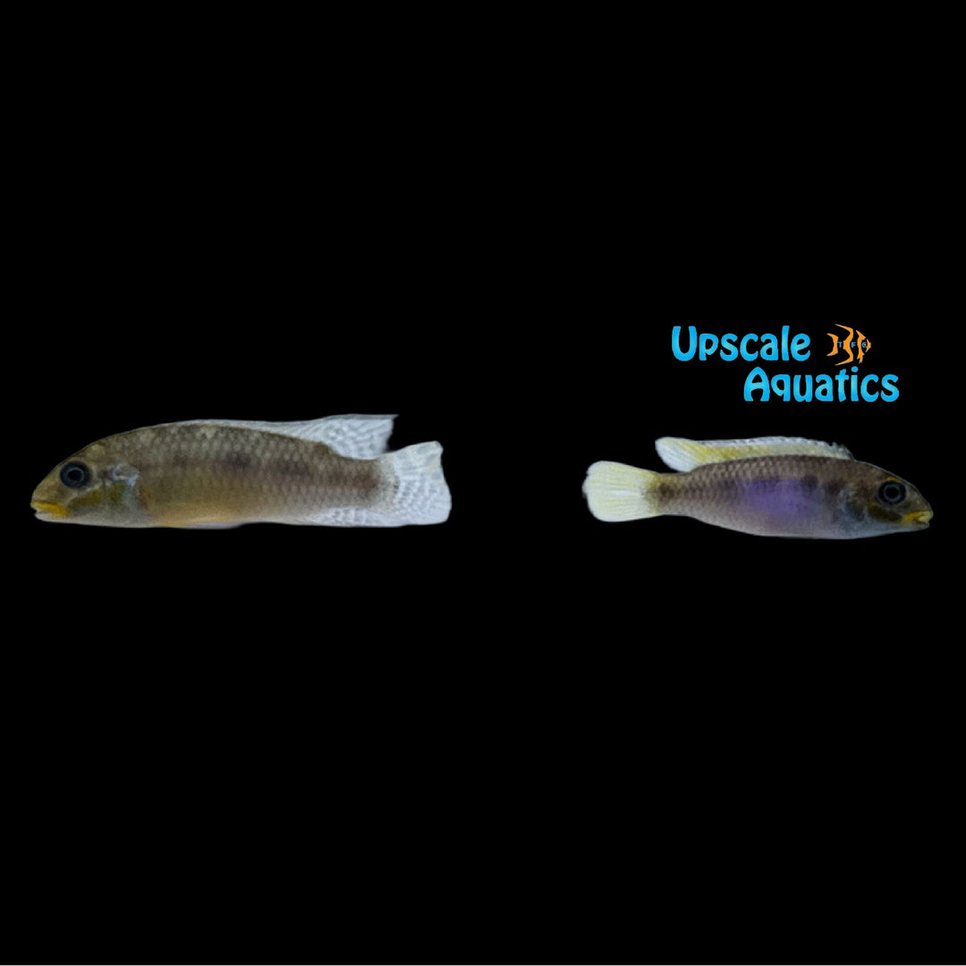 Kribensis Cichlid 'Polongwe' (Pelvicachromis taeniatus 'Polongwe')