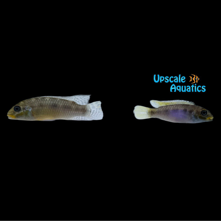 Kribensis Cichlid 'Polongwe' (Pelvicachromis taeniatus 'Polongwe')