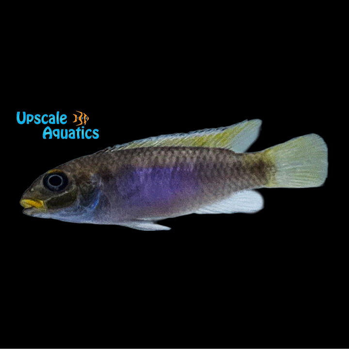 Kribensis Cichlid 'Polongwe' (Pelvicachromis taeniatus 'Polongwe')