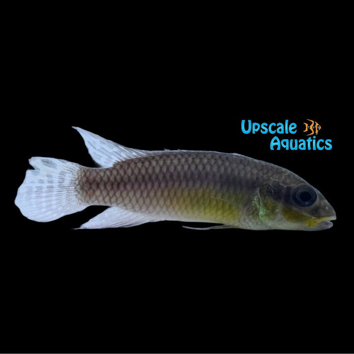 Kribensis Cichlid 'Polongwe' (Pelvicachromis taeniatus 'Polongwe')