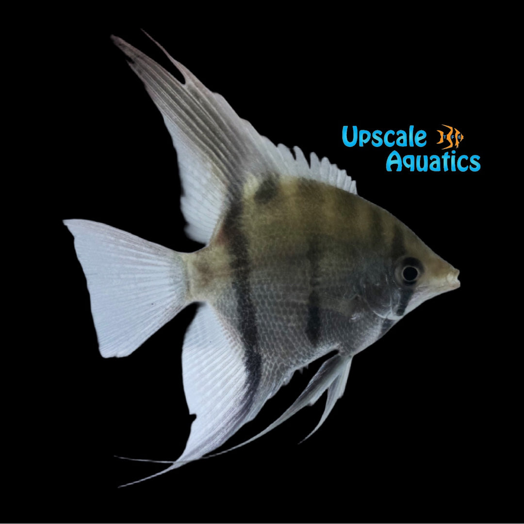 Leopoldi Angelfish - Wild (Pterophyllum leopoldi)