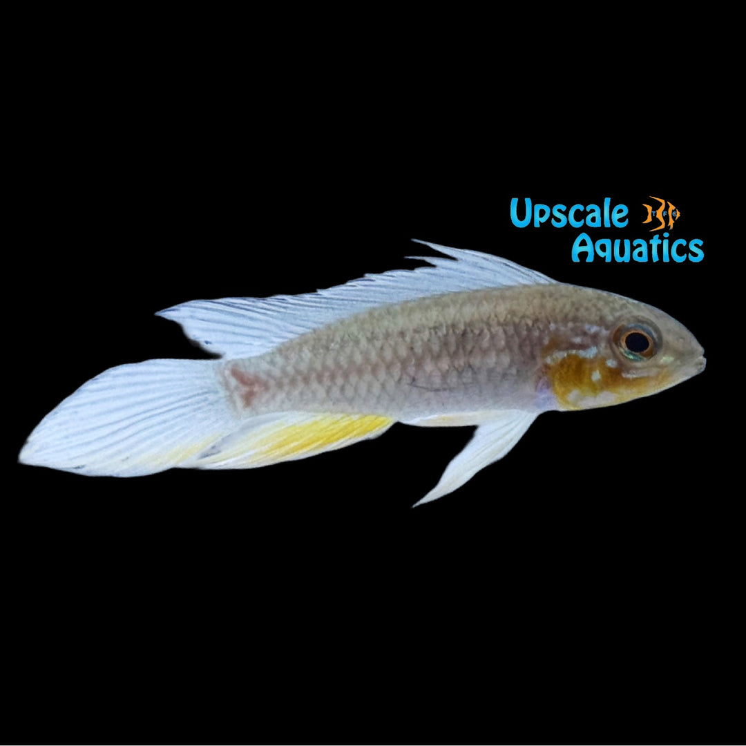 Apisto. Elizabethae 'Red Casal' (Apistogramma elizabethae 'Red Casal')