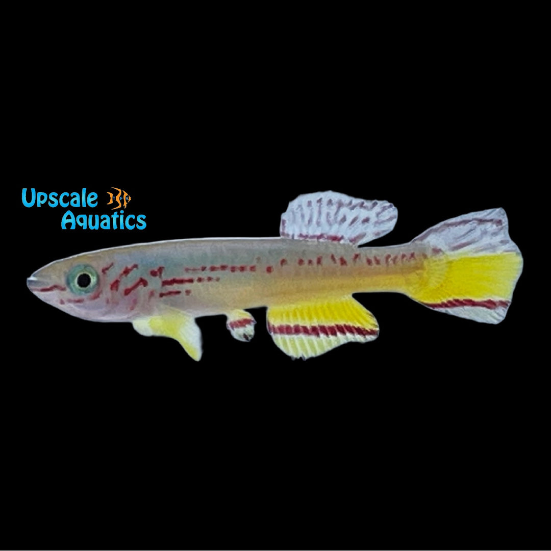 Amieti Killifish (Fundulopanchax amieti)