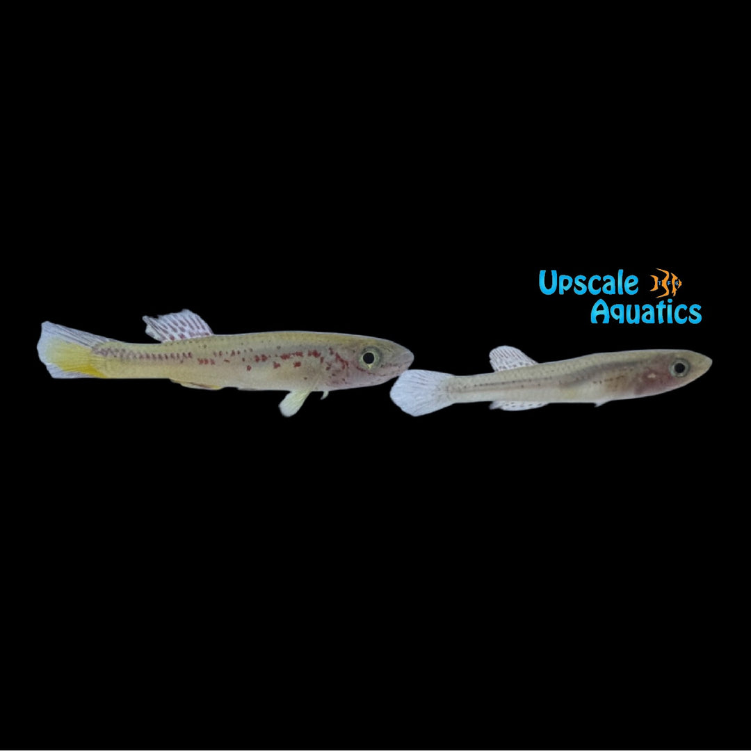 Amieti Killifish (Fundulopanchax amieti)