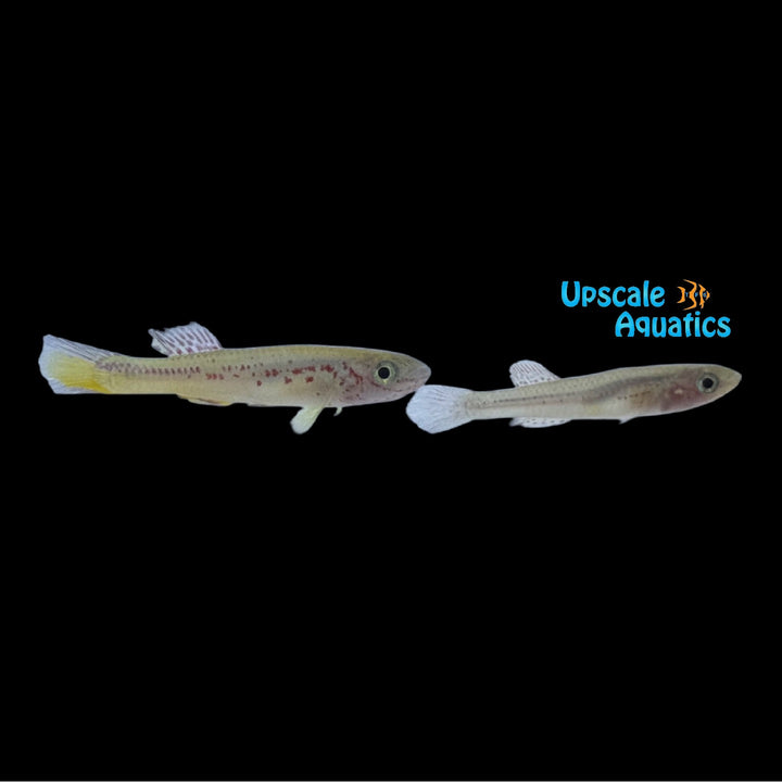 Amieti Killifish (Fundulopanchax amieti)