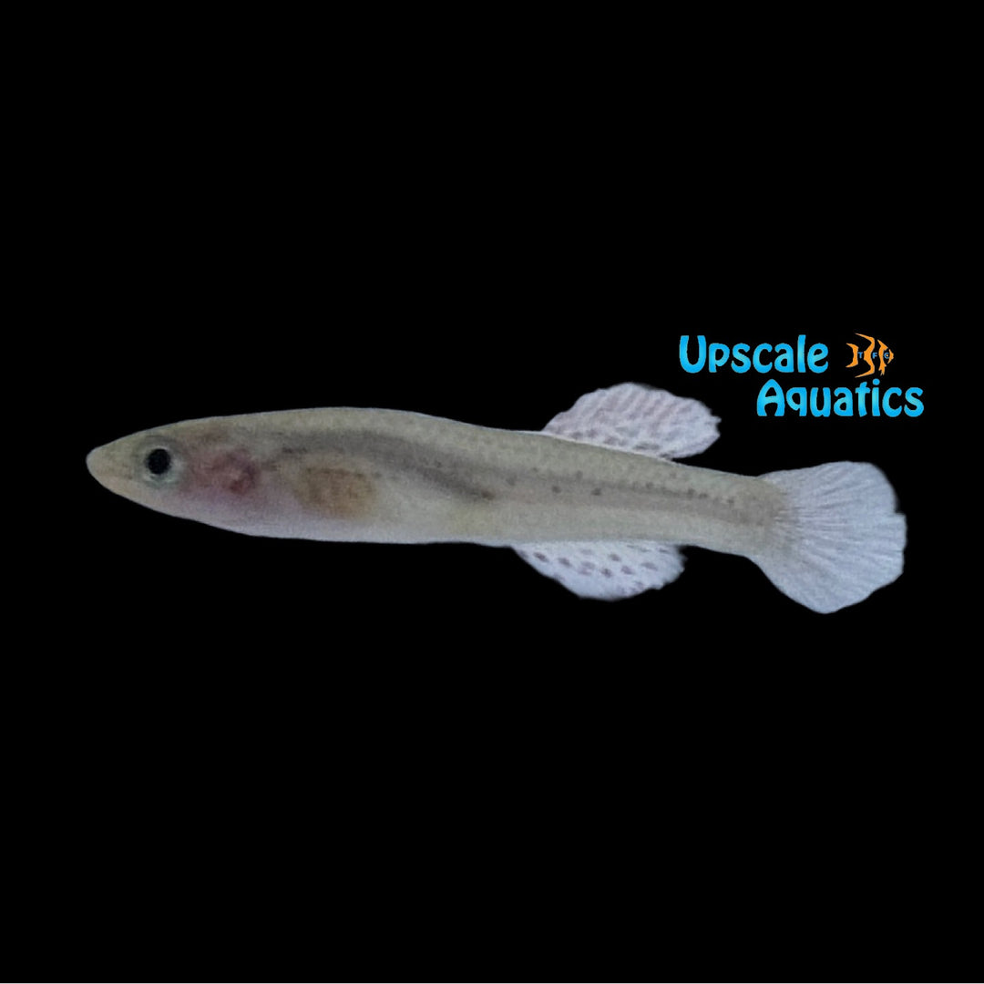 Amieti Killifish (Fundulopanchax amieti)