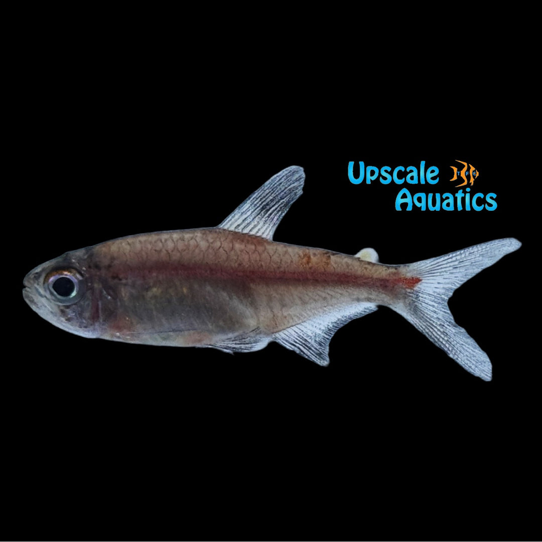 Watermelon Tetra (Hemigrammus coeruleus)