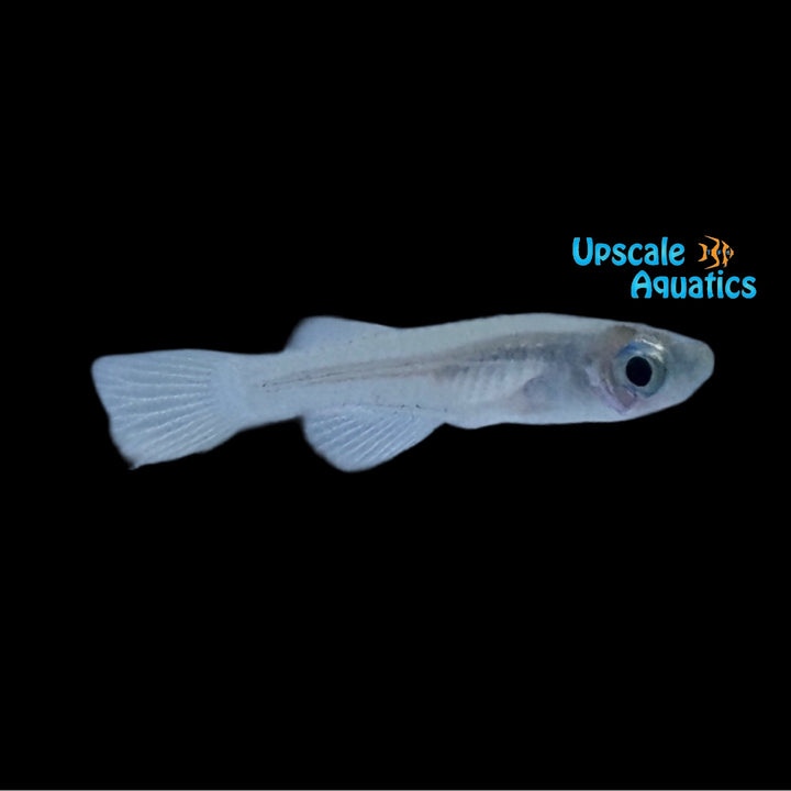 Cameroon Lampeye Killifish (Micropanchax camerunensis)