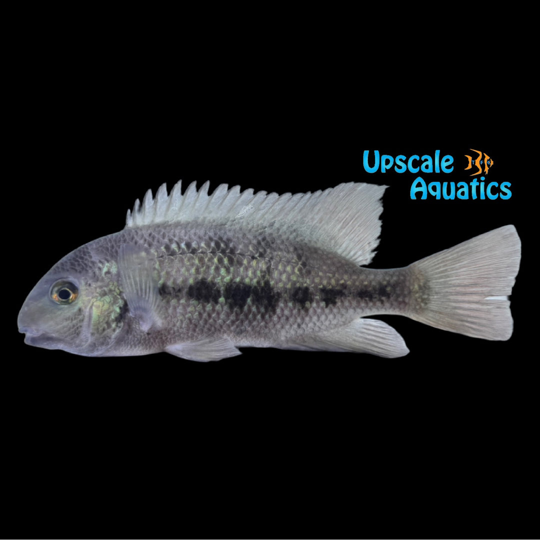 Paraneetroplus Gibbiceps