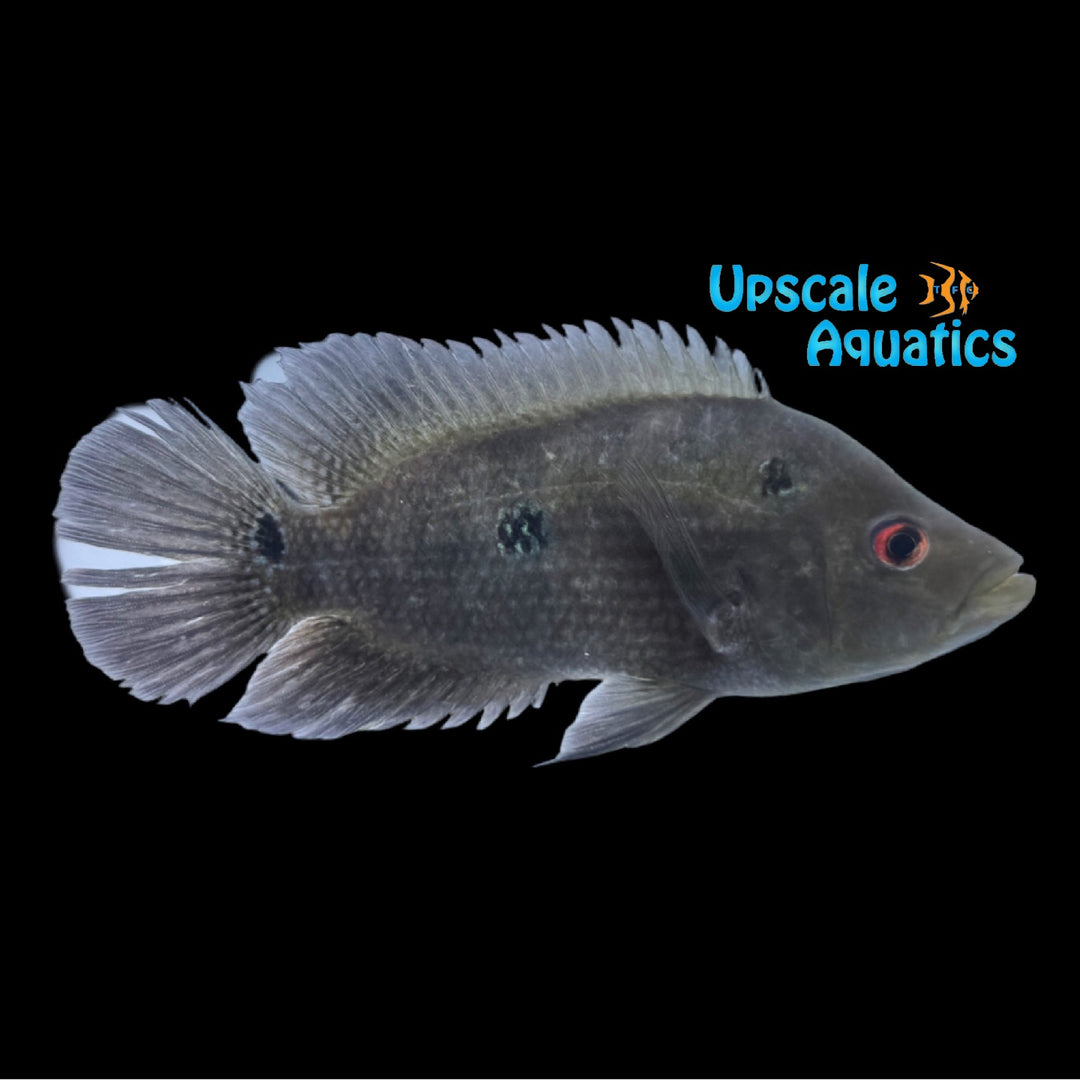 Trimac Cichlid 'Rio Niltepec' (Cichlasoma trimaculatum)