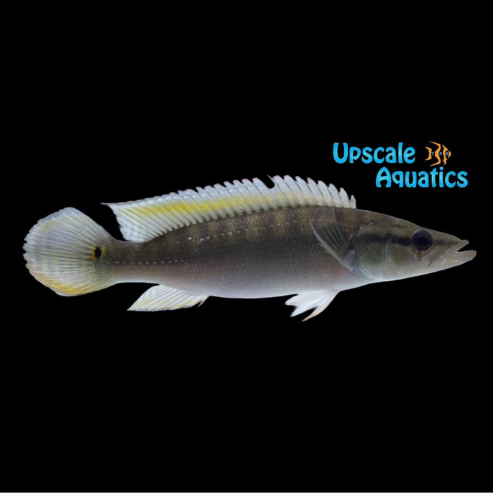 Proteus Pike (Crenicichla proteus)