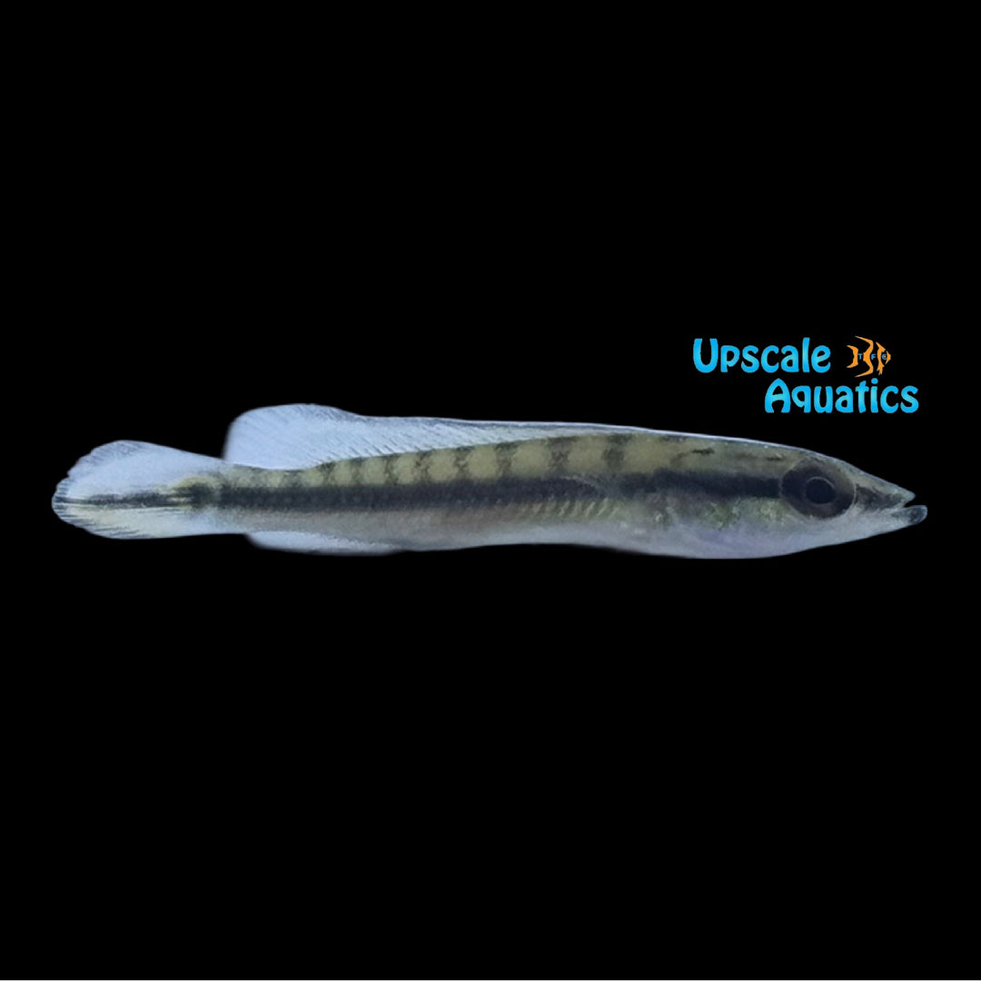 Proteus Pike (Crenicichla proteus)