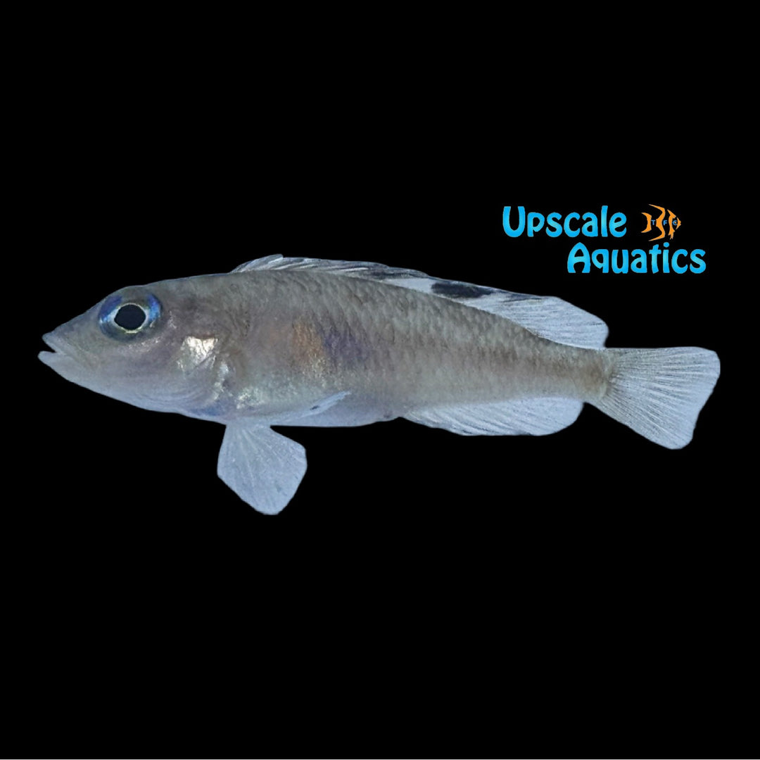 Lamprologus Kungweensis