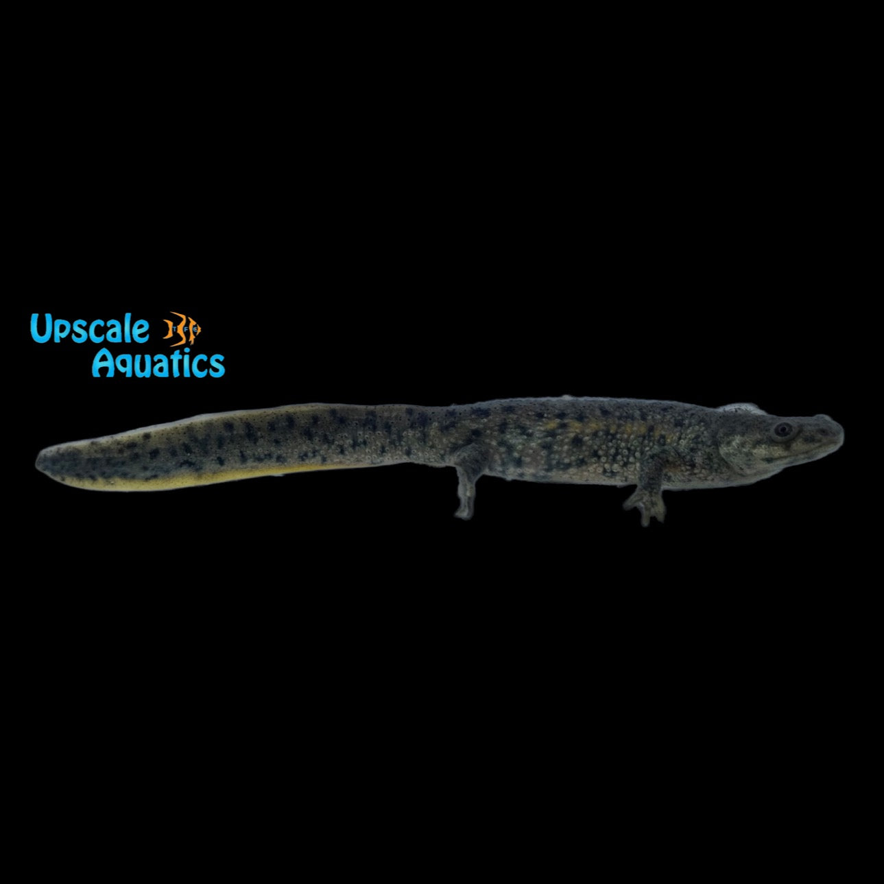 Iberian Ribbed Newt (Pleurodeles waltl) – Upscale Aquatics