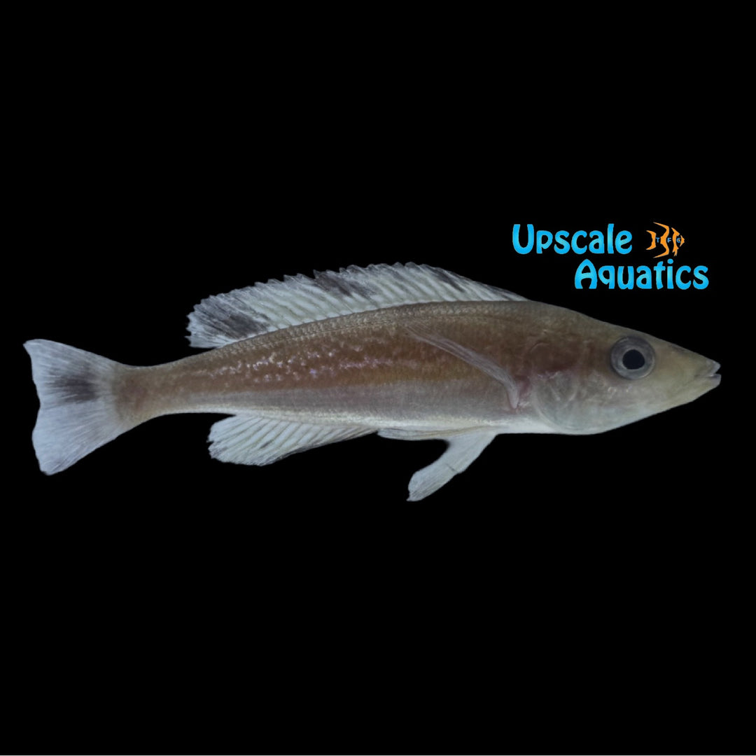 Speckleback Rainbow Cyprichromis (Cyprichromis sp. speckleback rainbow)