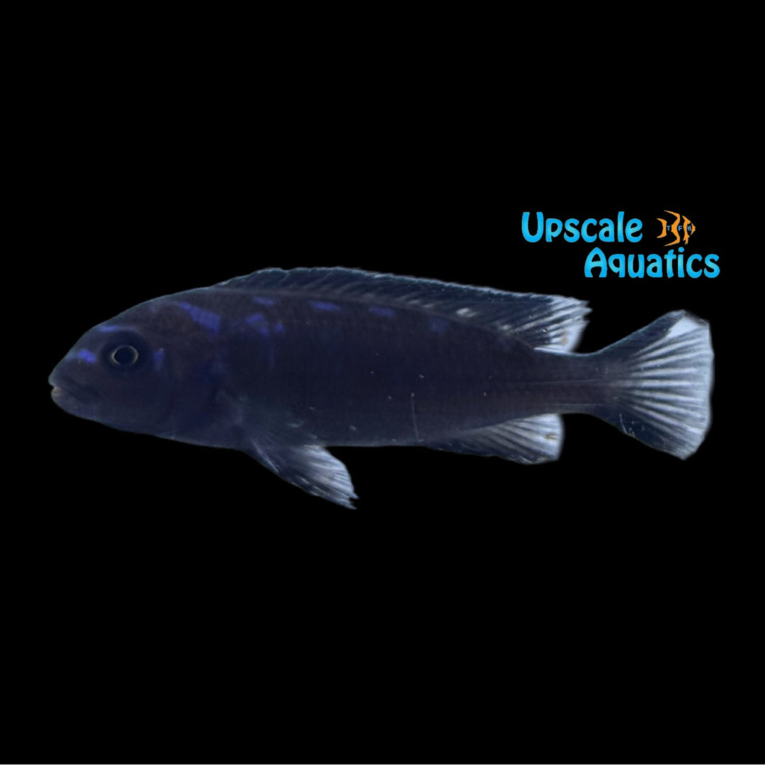 Neon Spot Elongatus Cichlid (Chindongo elongatus 'Neon Spot')