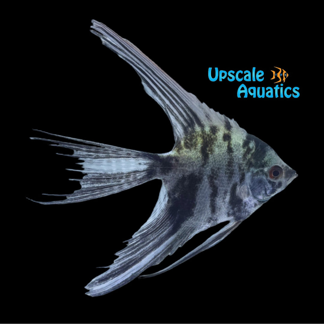 Blue Marble Veil Angelfish (Pterophyllum scalare)