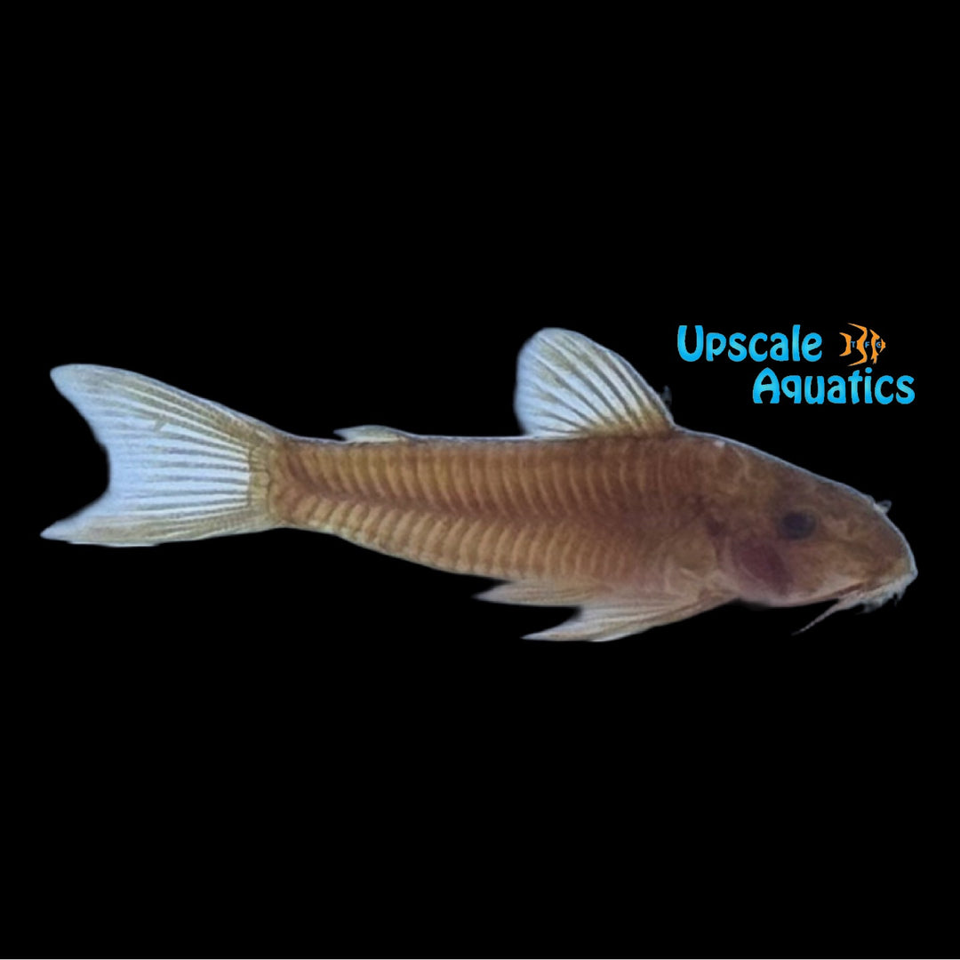 Red Aspidoras Cory (Aspidoras raimundi C125 red)