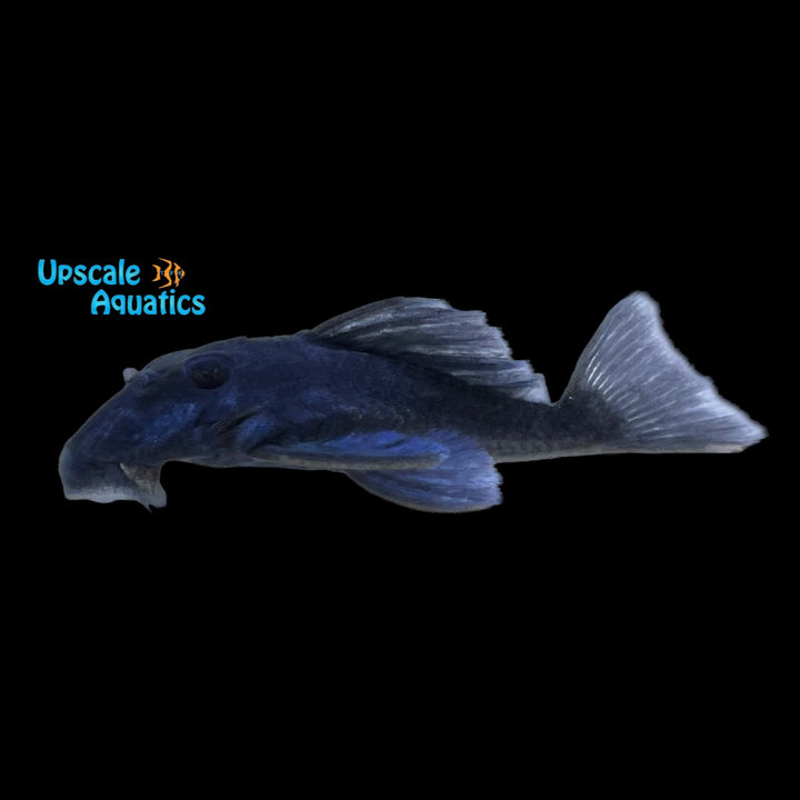 Blue Panaque Pleco L239 (Baryancistrus beggini)