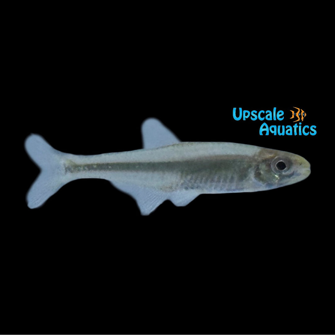 Green Arrow Tetra (Bryconadenos tanaothoros)