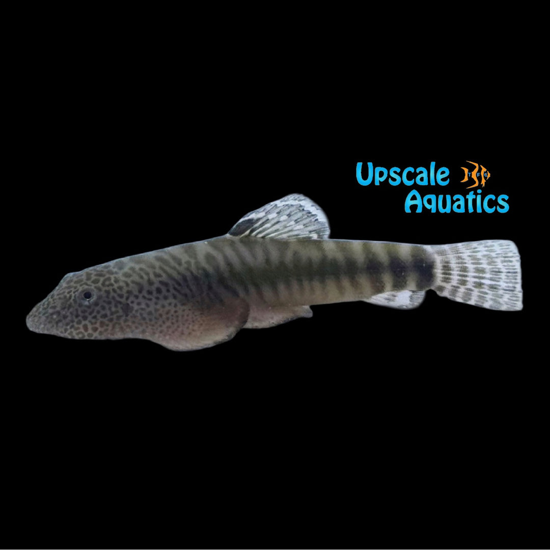 Bar Tail Round Hillstream Loach (Pseudogastromyzon putienensis)