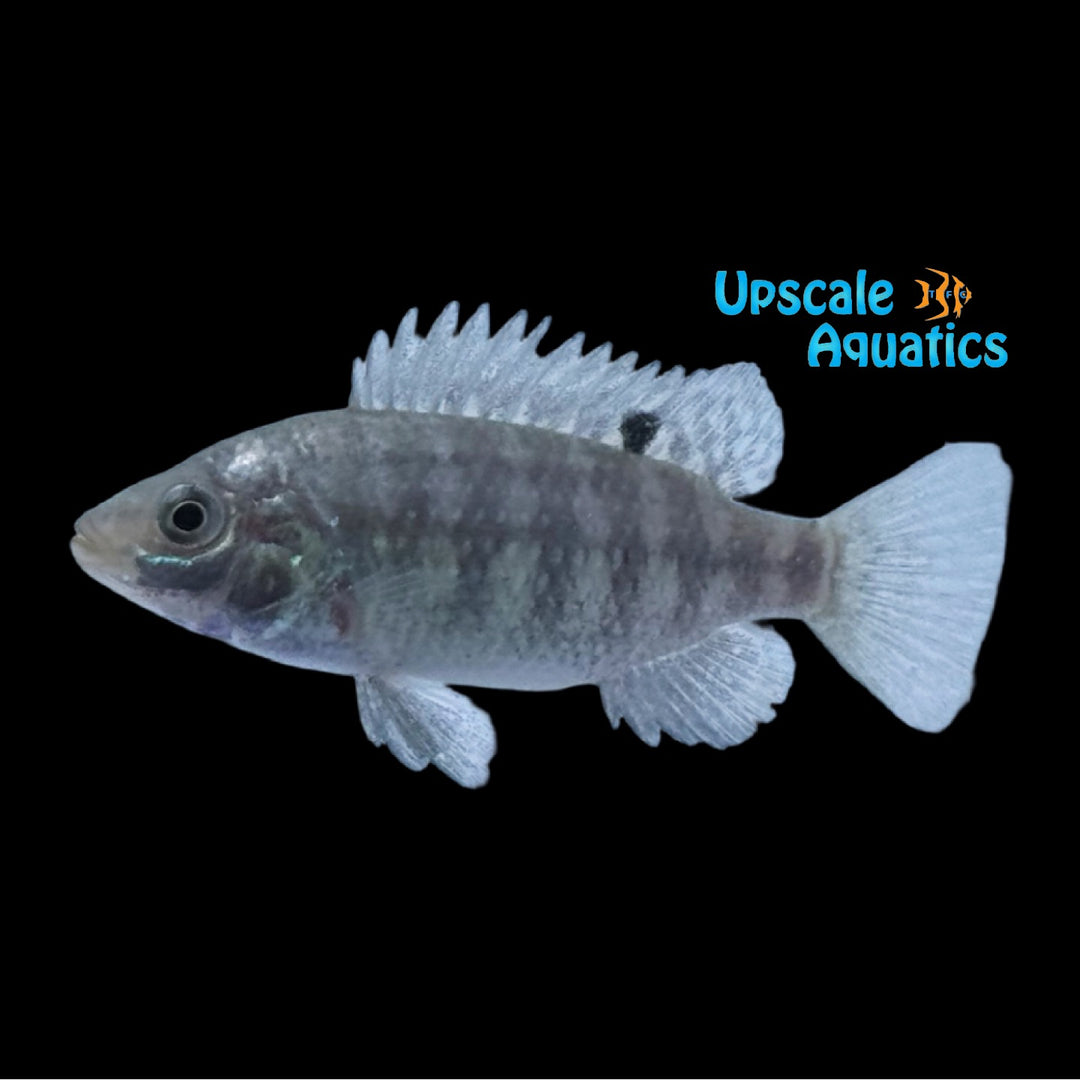 Otjikoto Tilapia (Tilapia guinasana)