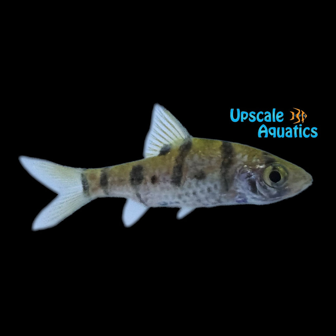 Boomerang Barb (Desmopuntius foerschi)