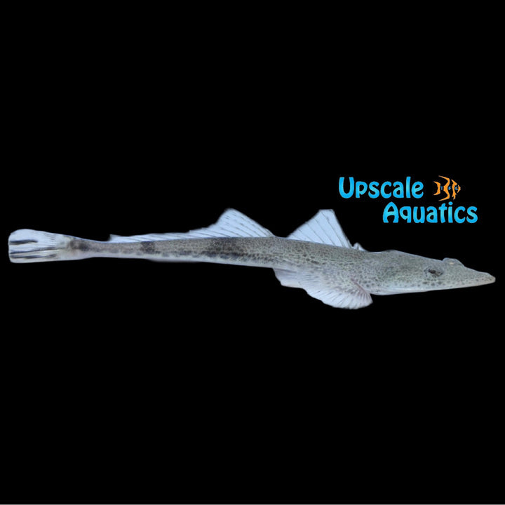 Freshwater Crocodile Fish (Platycephalus indicus)
