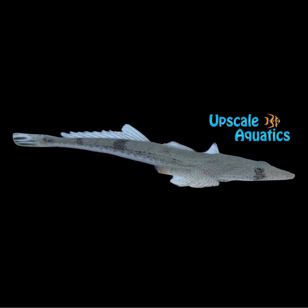 Freshwater Crocodile Fish (Platycephalus indicus)