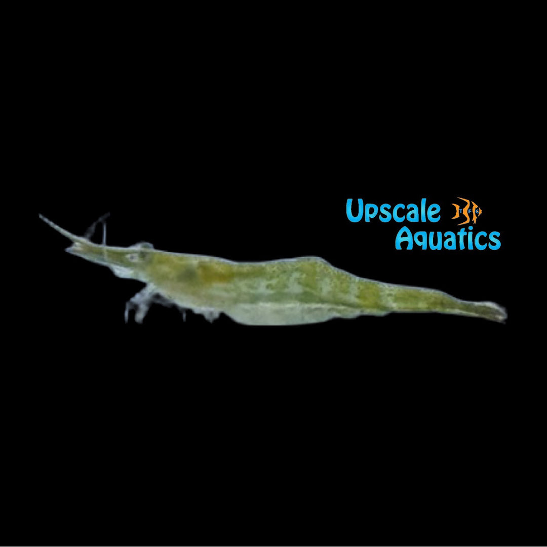 Indian Green Longnose Shrimp (Caridina hodgarti)