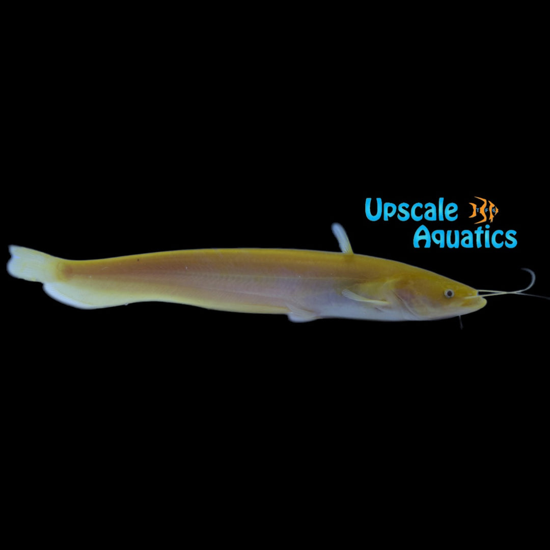 Golden Chinese Wels Catfish (Silurus meridionalis) – Upscale Aquatics