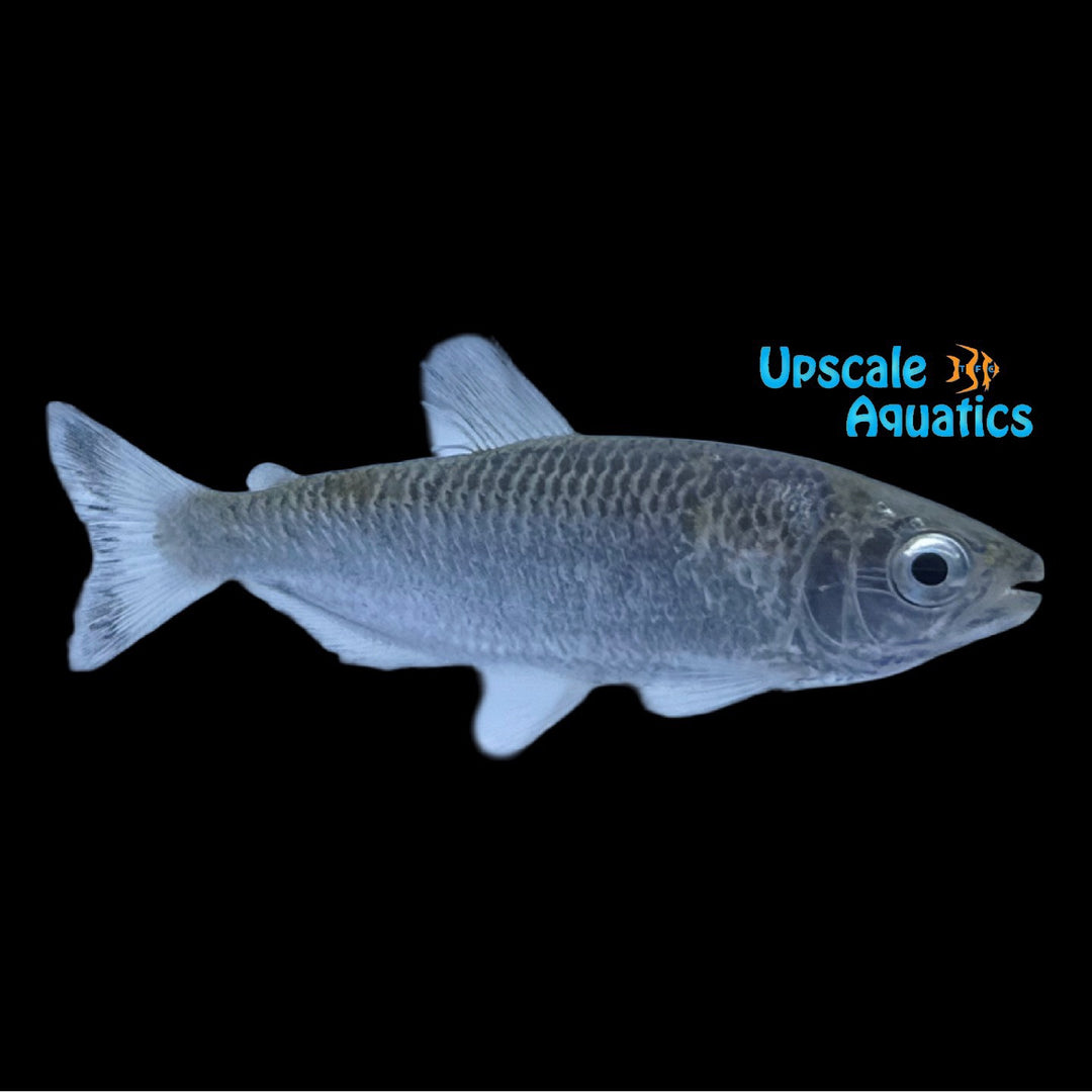 Xingu Mourning Tetra (Brycon pesu)