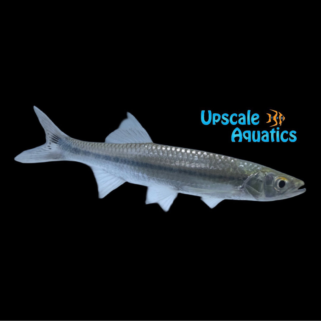 Apollo Shark (Luciosoma setigerum)