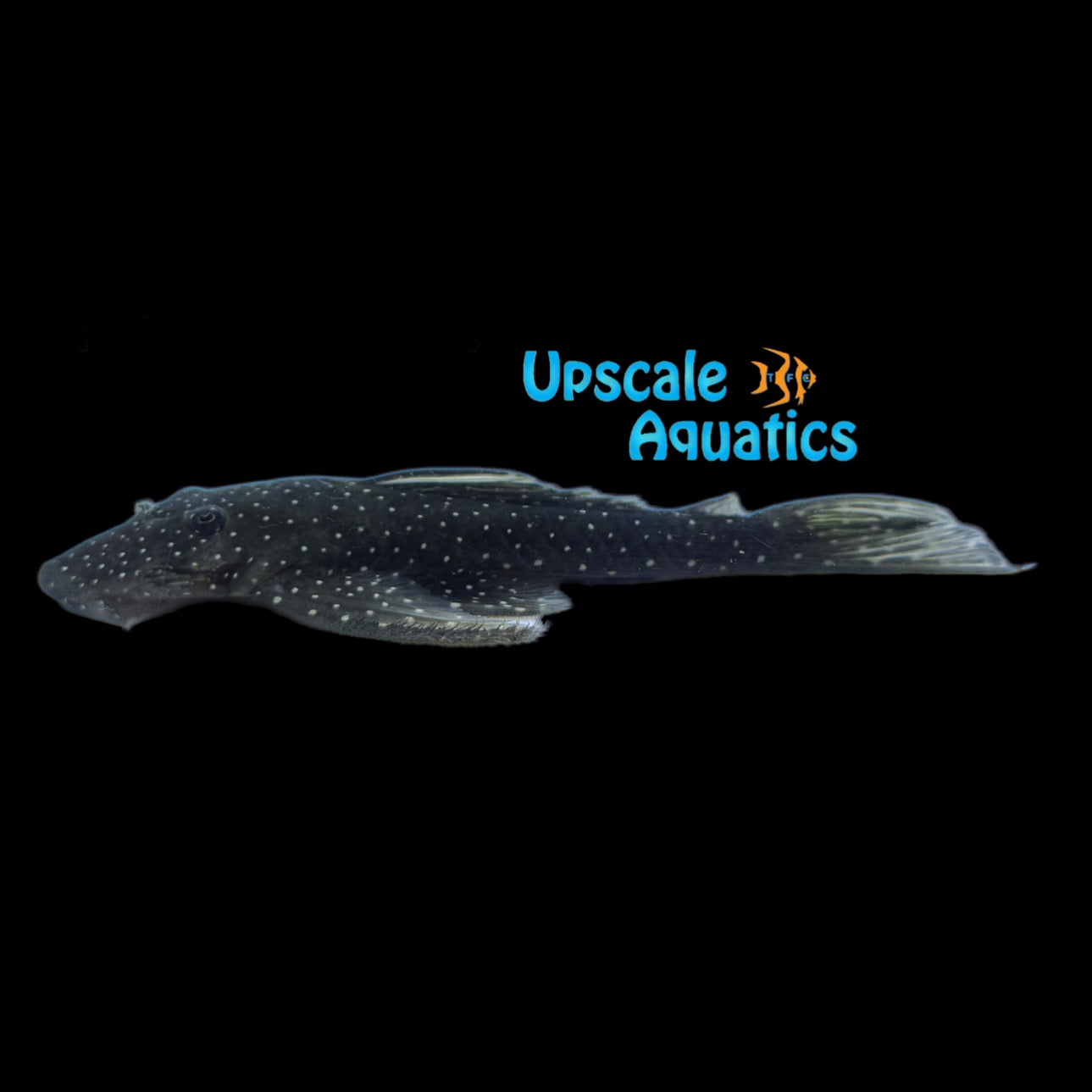 Flat Flyer Pleco L235 (Pseudolithoxus anthrax) – Upscale Aquatics