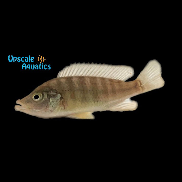 Abactochromis Labrosus