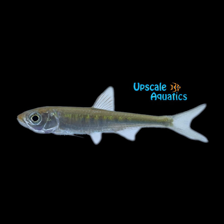 Pale Chub (Zacco platypus)