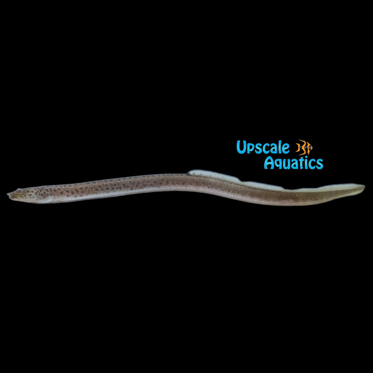 Ophidium Tanganyikan Eel (Mastacembelus ophidium) – Upscale Aquatics