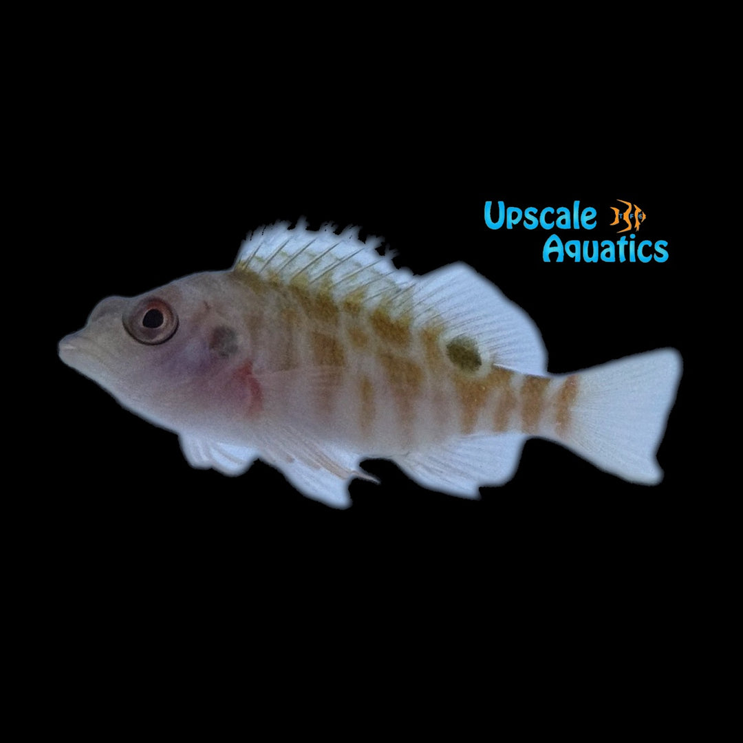 Two Spot Hawkfish (Amblycirrhitus bimacula)