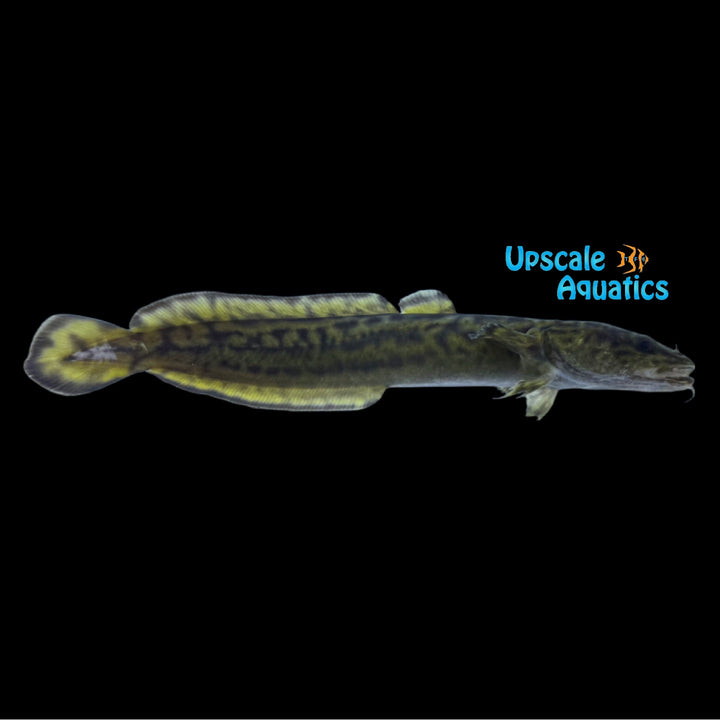 Burbot (Lota lota)