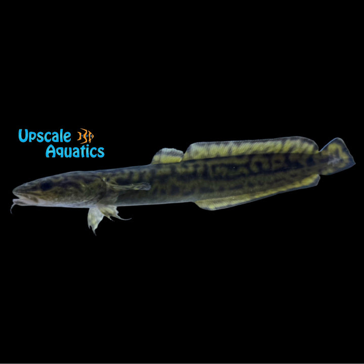Burbot (Lota lota)