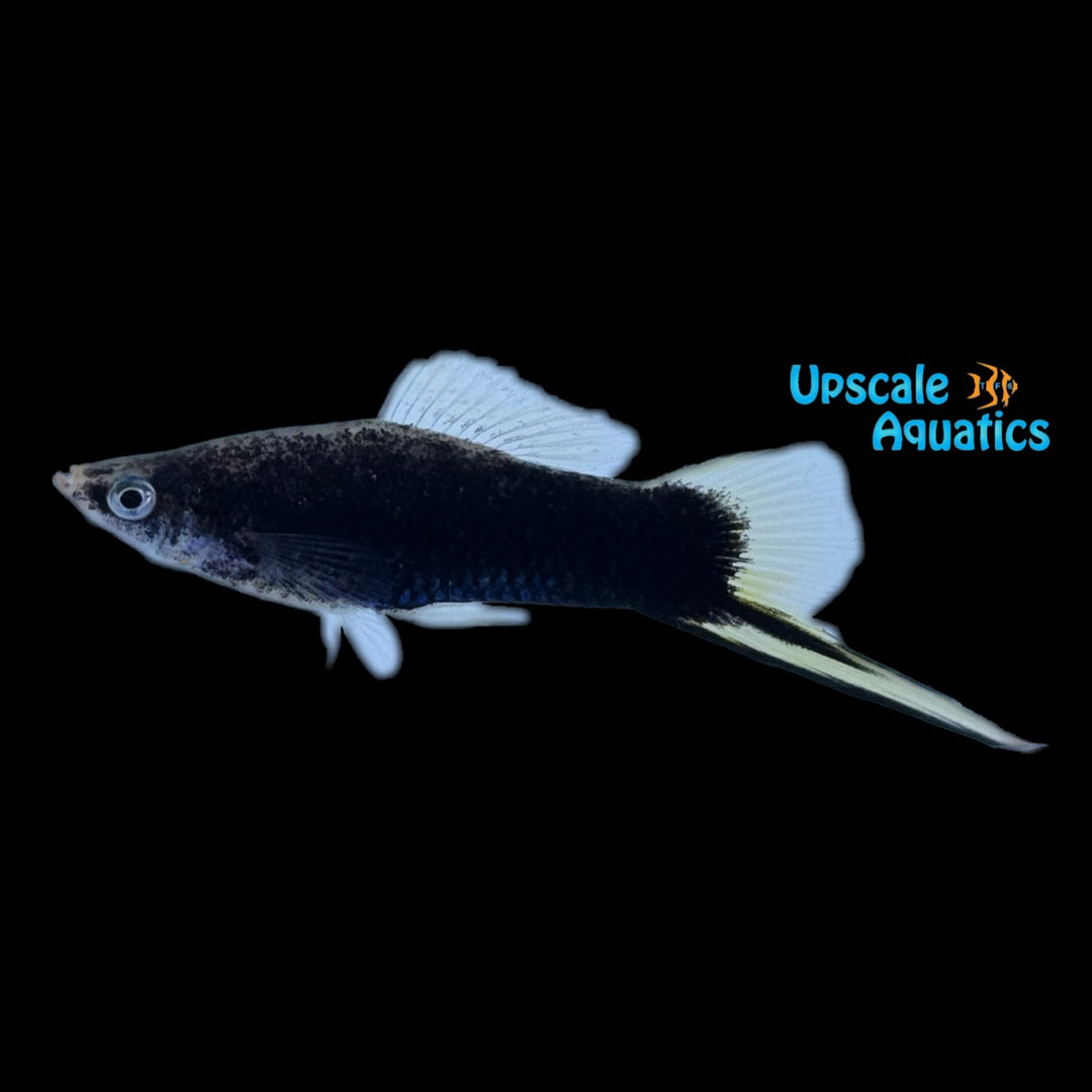 Black Swordtail (Xiphophorus helleri)