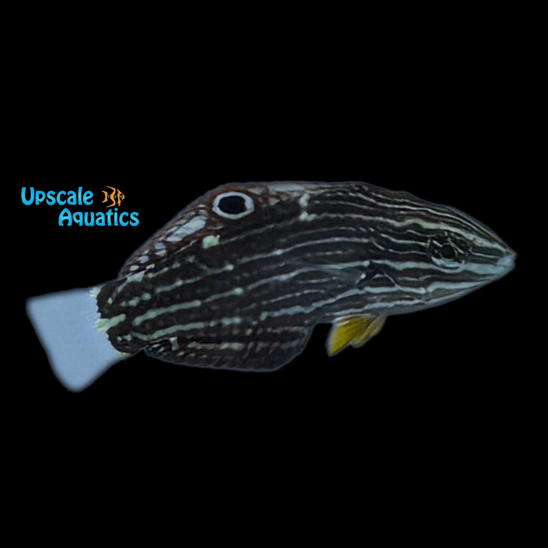 Dusky Wrasse (Halichoeres marginitus)