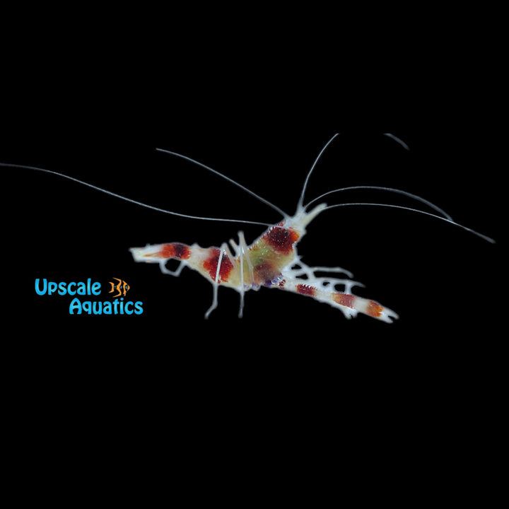 Coral Banded Shrimp (Stenopus hispidus)