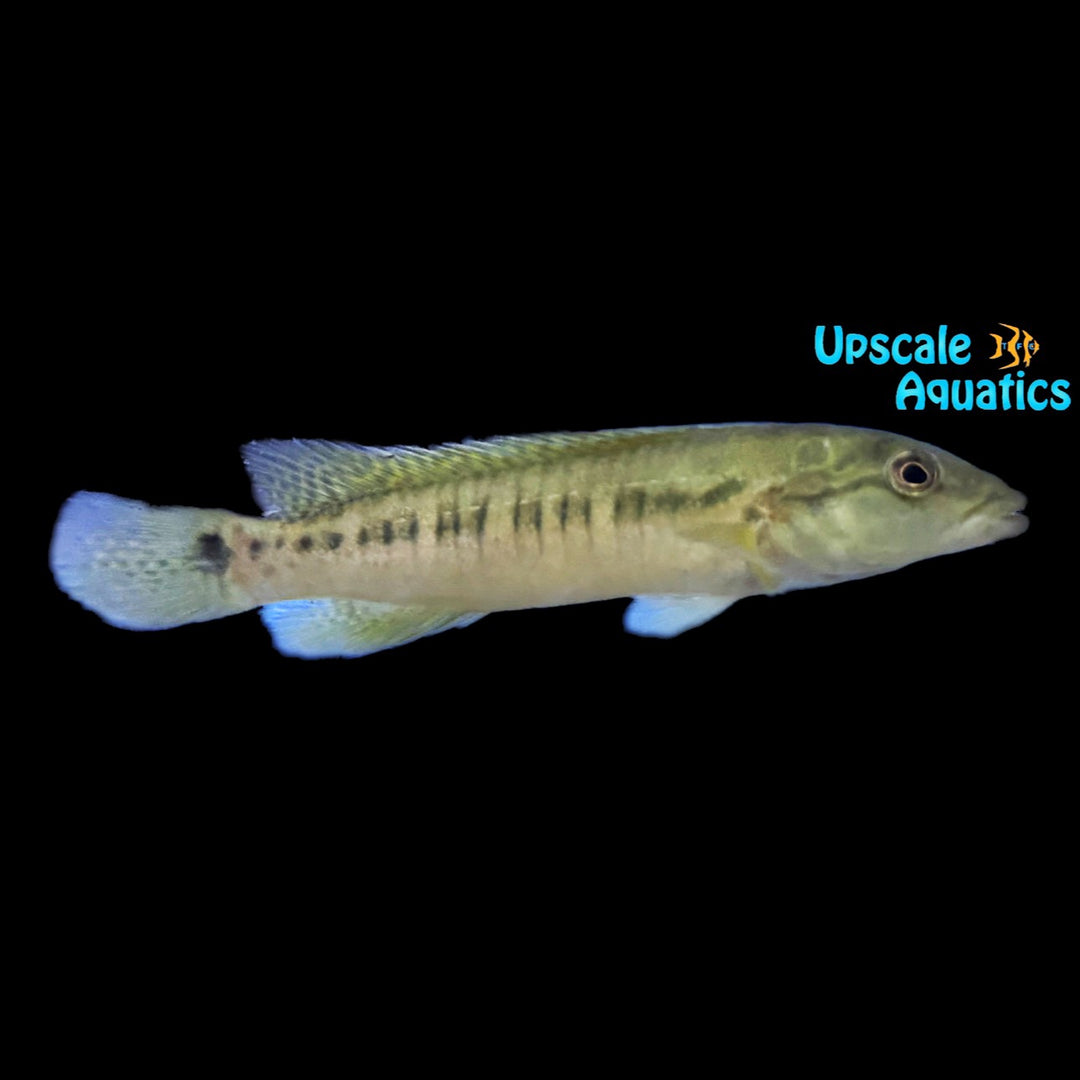 Blue Banded Pike Cichlid 'Uruguay' (Crenicichla missioneira)