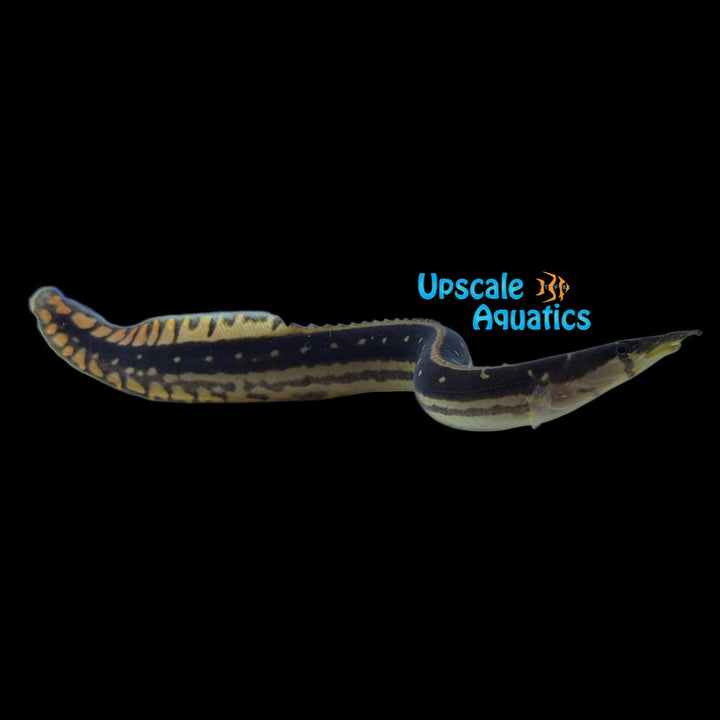 Black Pearly Spiny Eel (Mastacembelus notophthalmus)
