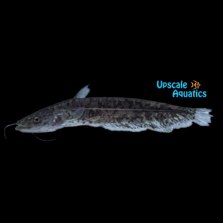 Chinese Wels Catfish (Silurus meridionalis)