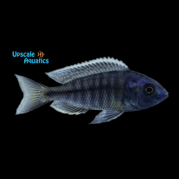 Boadzulu Hap (Nyassachromis boadzulu)