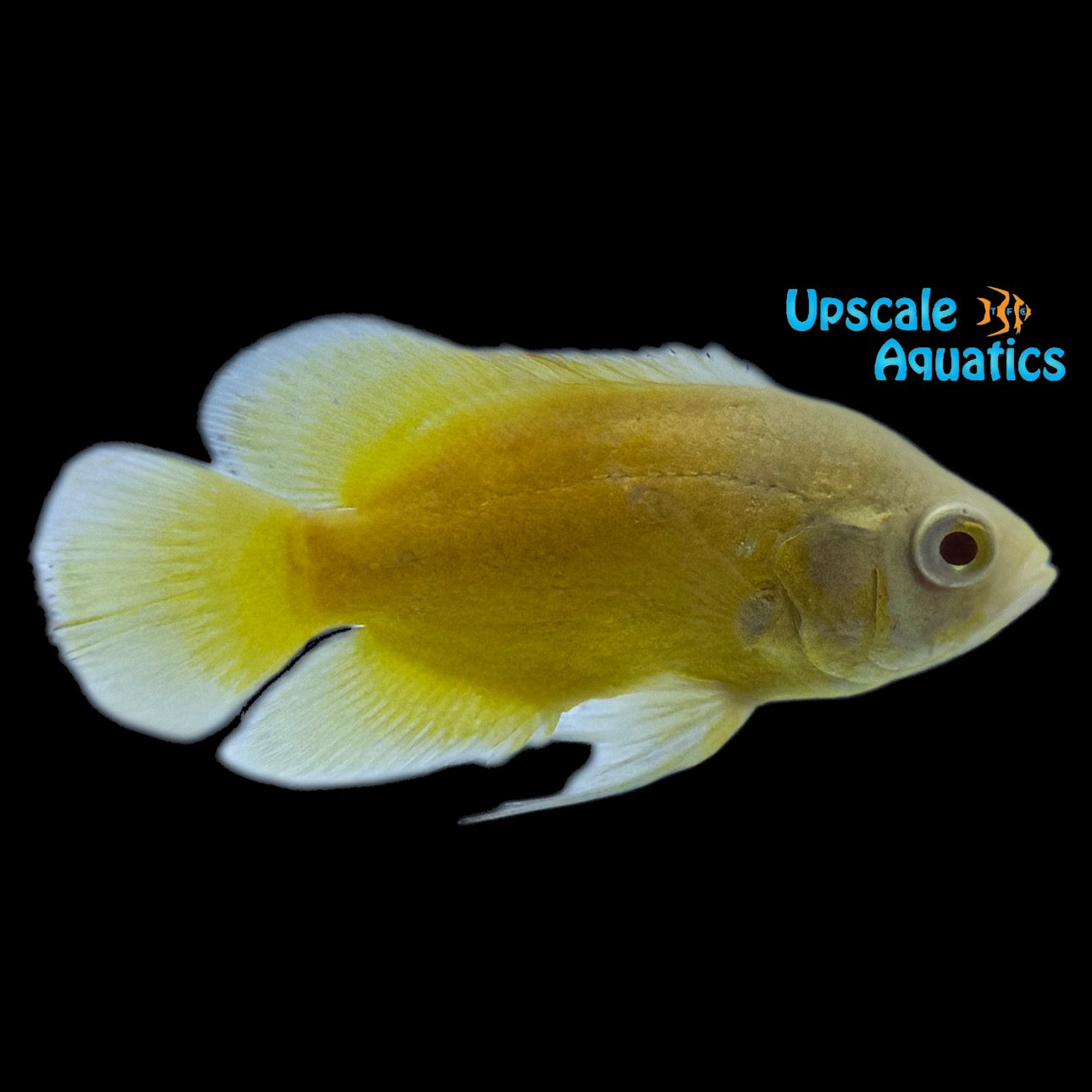 Lemon Oscar (Astronotus ocellatus) – Upscale Aquatics