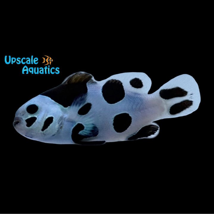 Black Storm Clownfish (Amphiprion ocellaris)