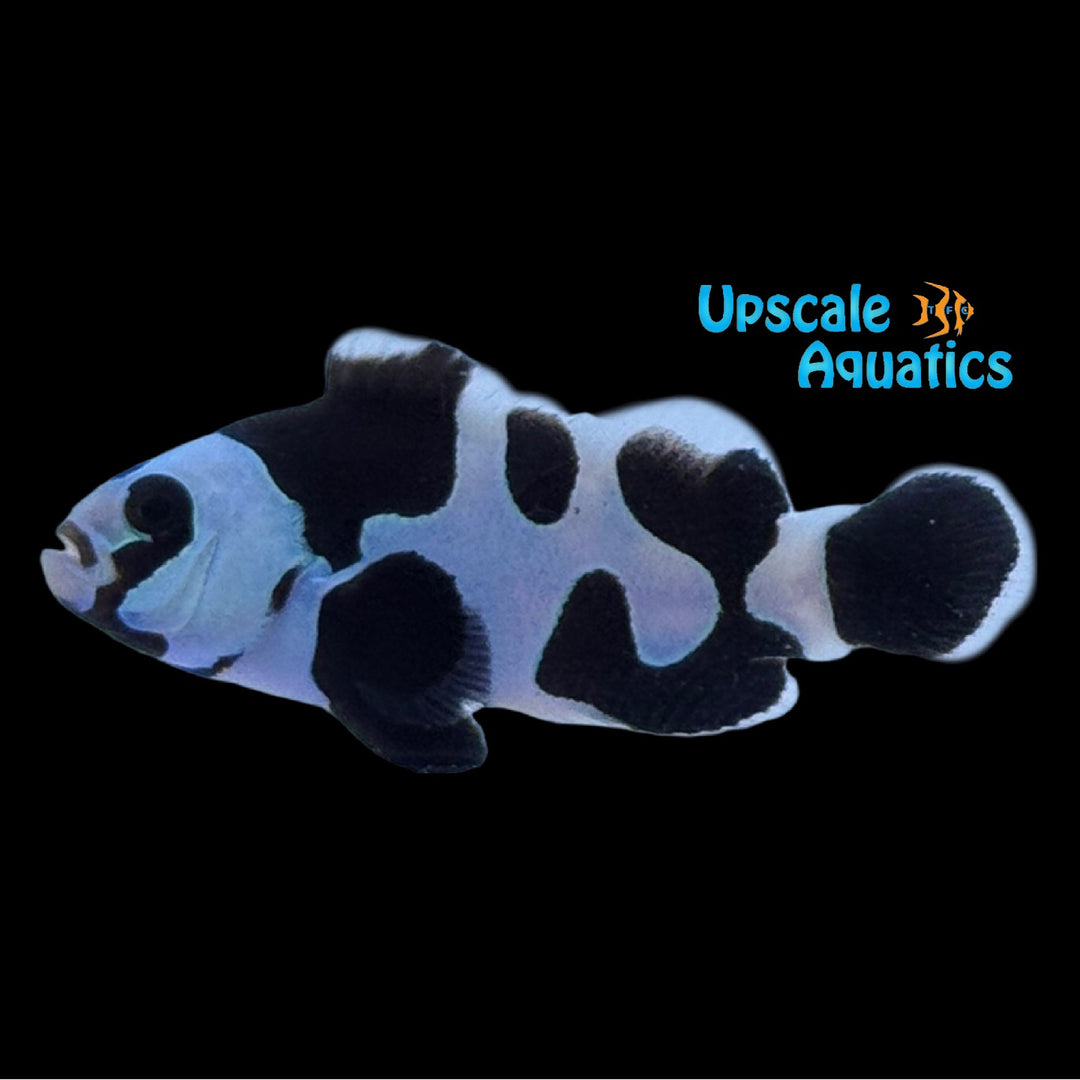 Black Storm Clownfish (Amphiprion ocellaris)